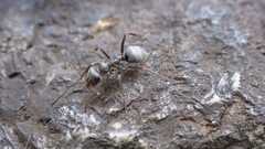 Formica cinerea