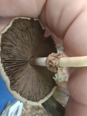 Agaricus placomyces