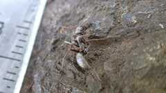 Formica cinerea