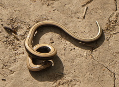 Anguis colchica