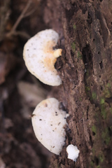 Fuscopostia fragilis