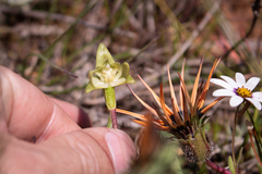 Disperis cucullata