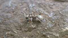 Formica cinerea