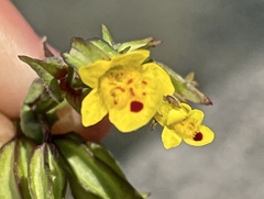 Erythranthe nasuta
