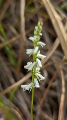 Spiranthes lacera
