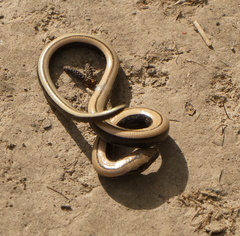 Anguis colchica