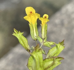 Erythranthe nasuta