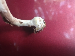 Agaricus placomyces