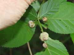 Neolasioptera farinosa