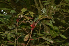 Gesneriaceae