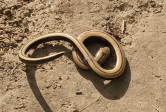 Anguis colchica