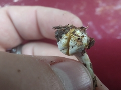 Agaricus placomyces
