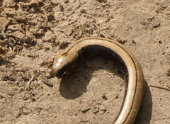 Anguis colchica