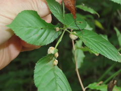 Neolasioptera farinosa