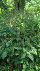Ocimum carnosum