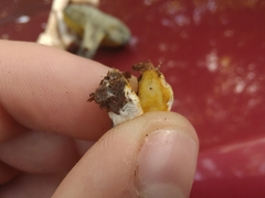 Agaricus placomyces