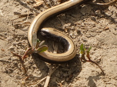 Anguis colchica