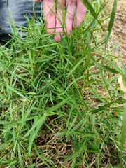 Muhlenbergia schreberi