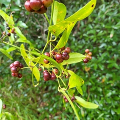 Smilax smallii