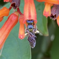 Calloceratina