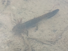 Ichthyosaura alpestris