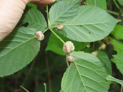 Neolasioptera farinosa