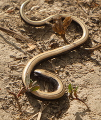 Anguis colchica