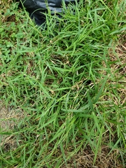 Muhlenbergia schreberi