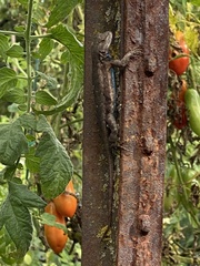Sceloporus consobrinus
