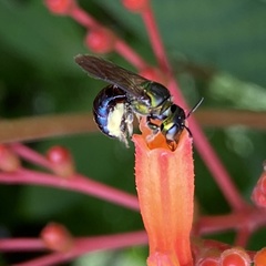 Calloceratina