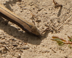 Anguis colchica