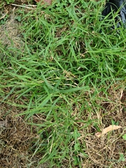 Muhlenbergia schreberi