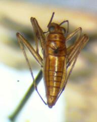 Mesovelia vittigera