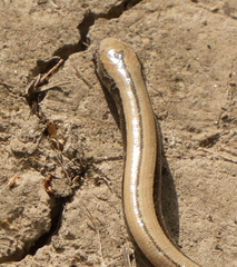 Anguis colchica