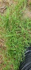 Muhlenbergia schreberi