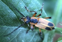 Chauliognathus marginatus