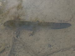 Ichthyosaura alpestris