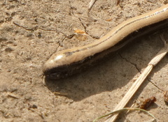 Anguis colchica