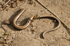 Anguis colchica