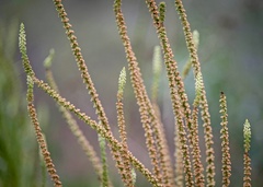 Reseda luteola