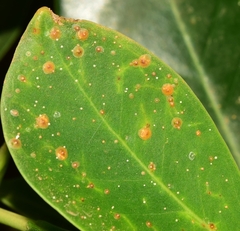 Abgrallaspis cyanophylli