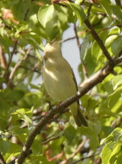 Phylloscopus trochilus