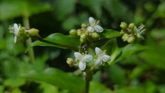 Tripogandra serrulata