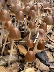 Conocybe tenera