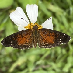 Anthanassa argentea