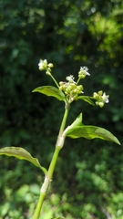 Tripogandra serrulata