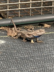 Sceloporus consobrinus