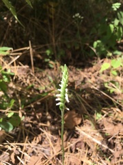 Spiranthes ovalis