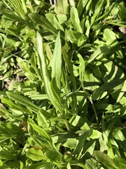 Capsella bursa-pastoris