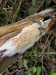 Basidioradulum radula